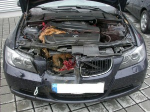 wildunfall reh bmw 300x225 wildunfall reh bmw