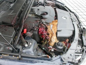wildunfall reh bmw 4 300x225 wildunfall reh bmw 4