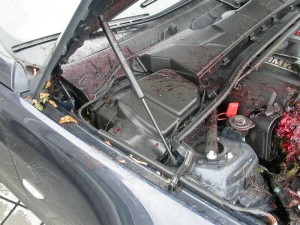 wildunfall reh bmw 5 300x225 wildunfall reh bmw 5