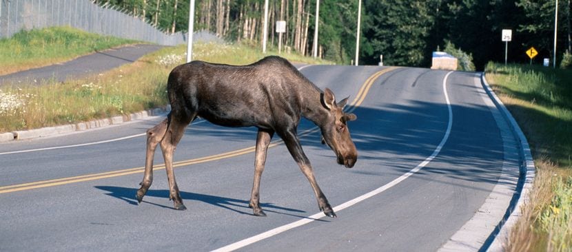 Accidente por invasión de animales