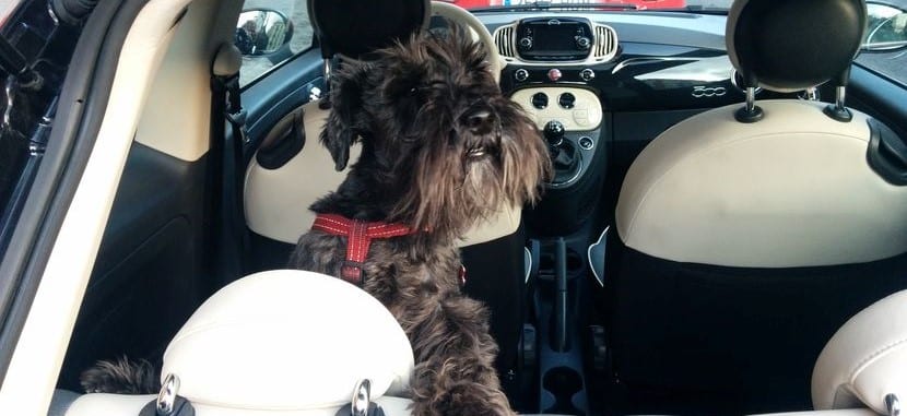 A veces hay que dejar al perro encerrado en el coche