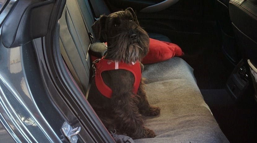 Perro con cinturón de seguridad