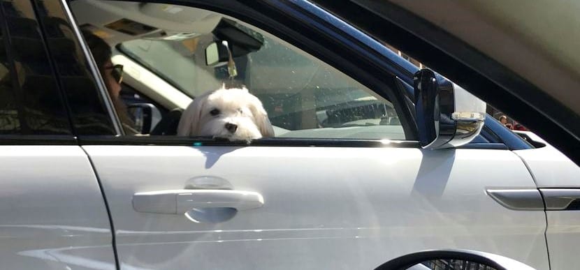 Una forma muy peligrosa de viajar con el perro