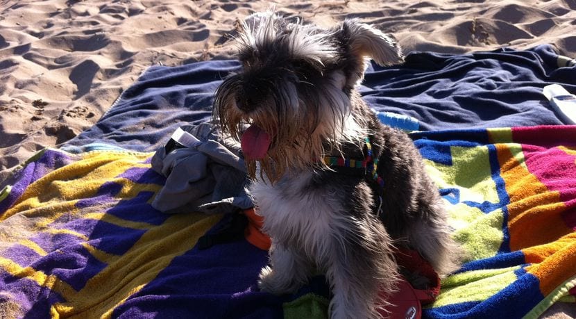 Con el perro en la playa