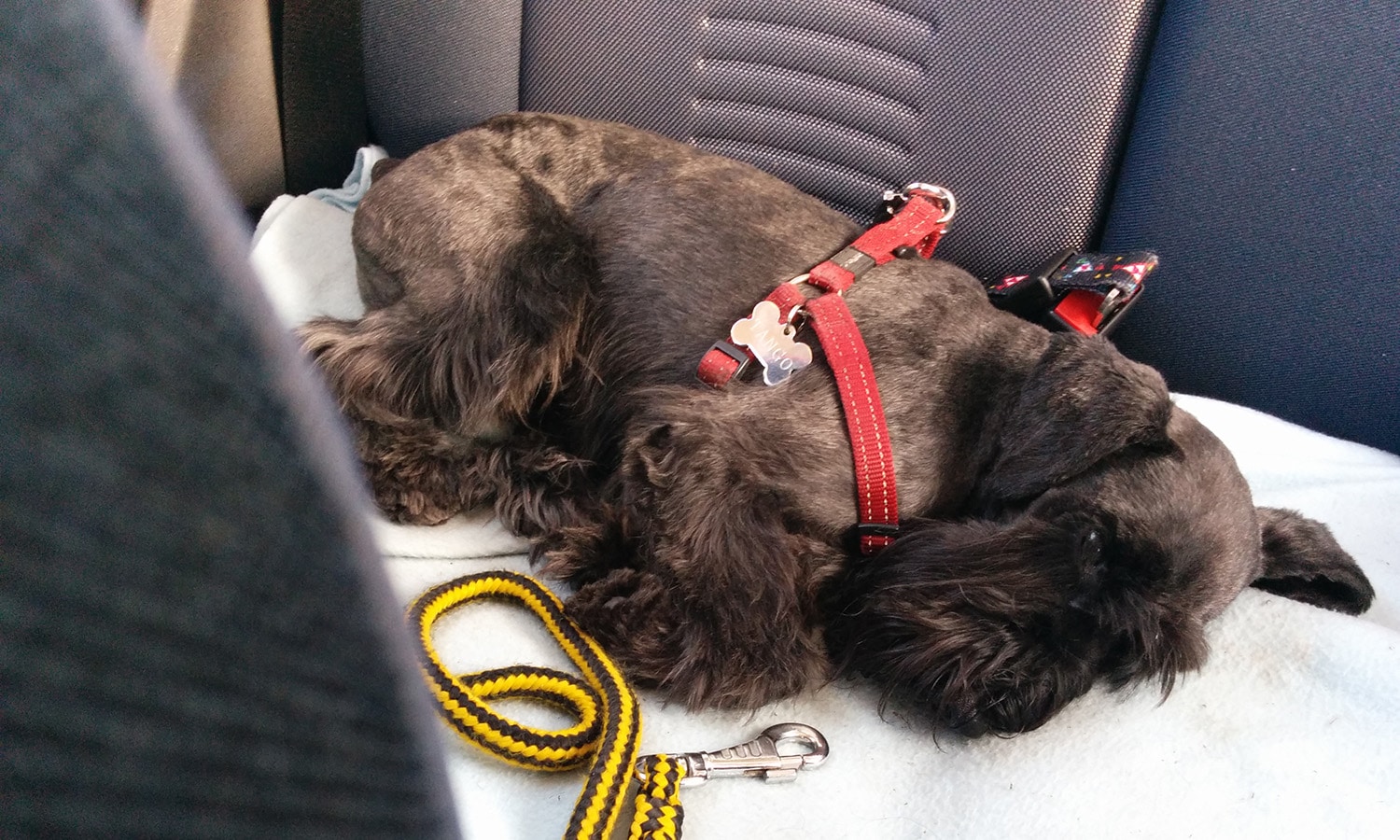 Cinturón de seguridad para perro en el coche