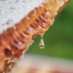Bentley's Extraordinary Bees - 5 year honey edition - 2
