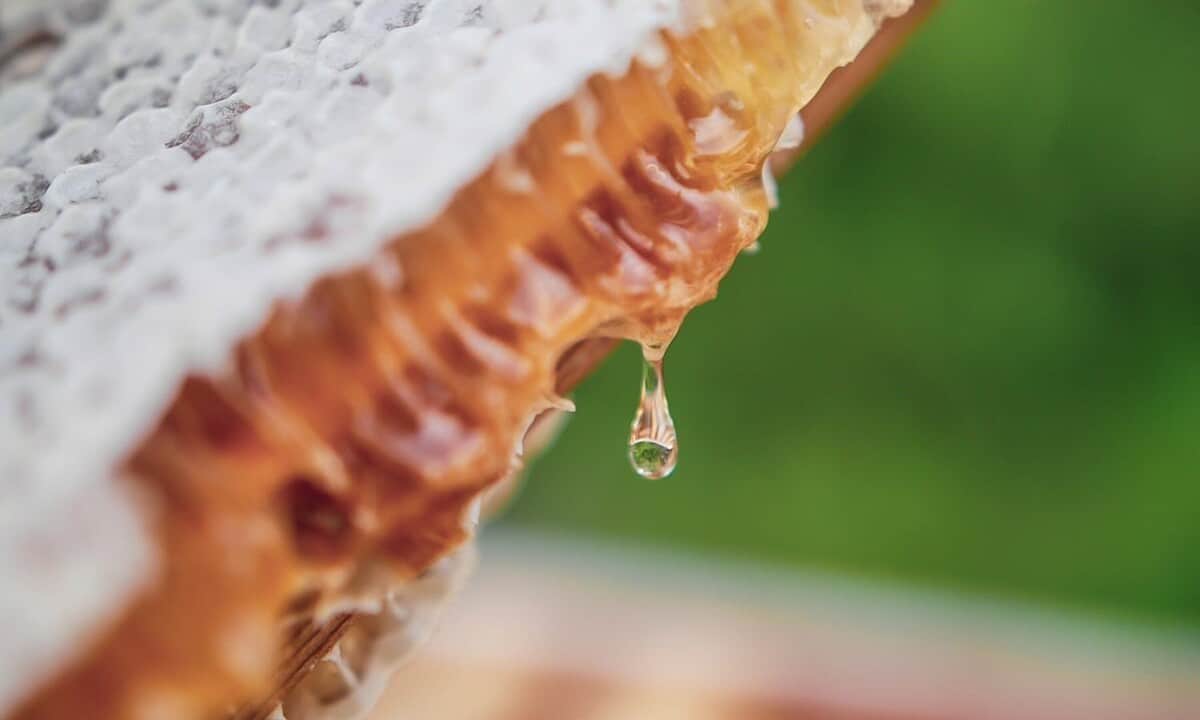 Bentley's Extraordinary Bees - 5 year honey edition - 2