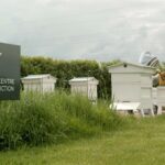 Bentley's Extraordinary Bees - 5 year honey edition - 3
