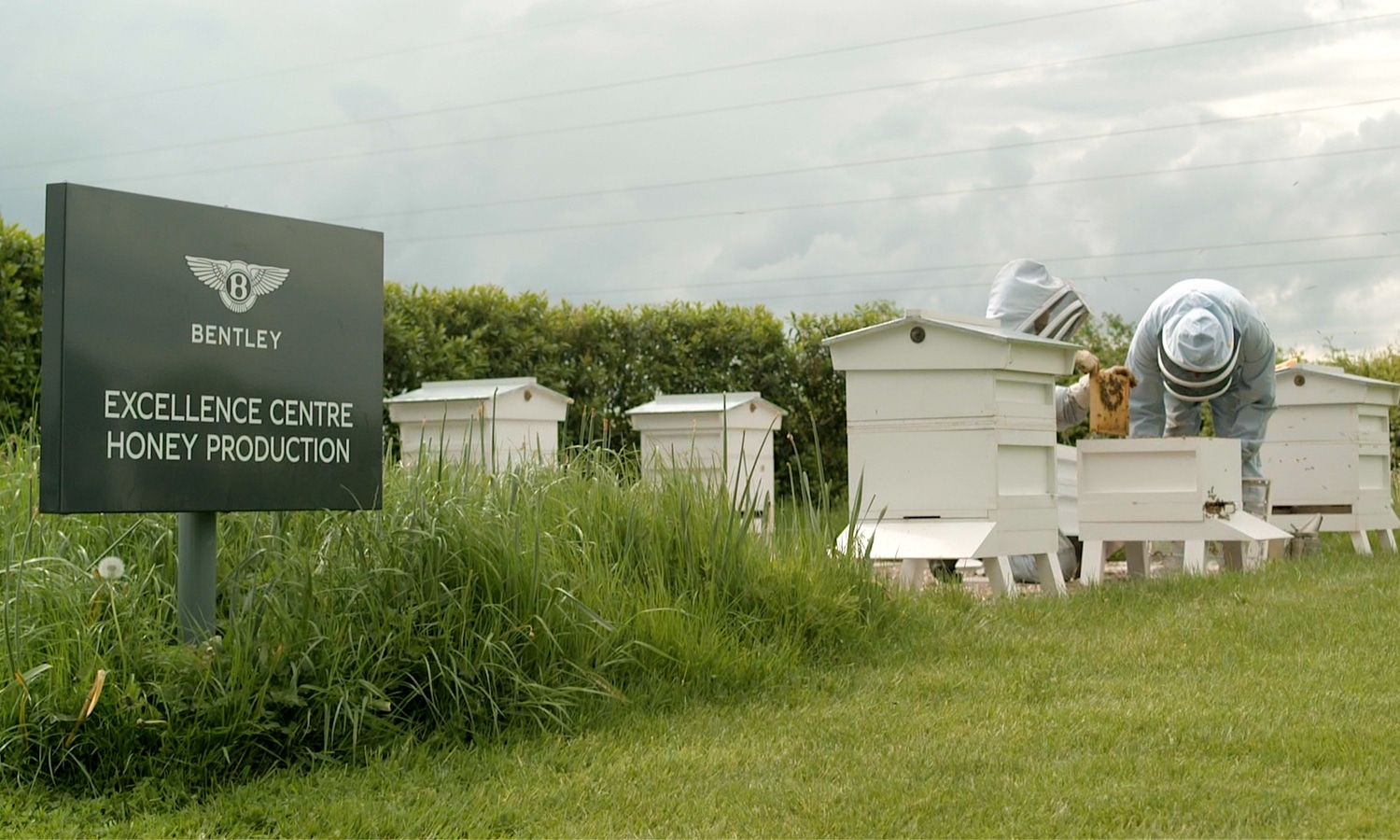 Bentley's Extraordinary Bees - 5 year honey edition - 3