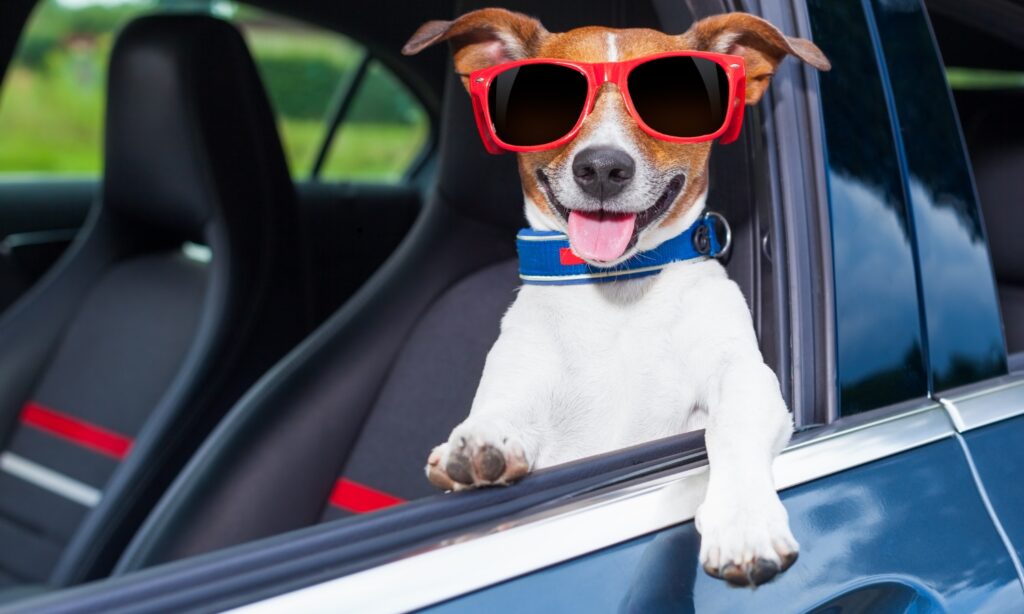 viajar con tu mascota