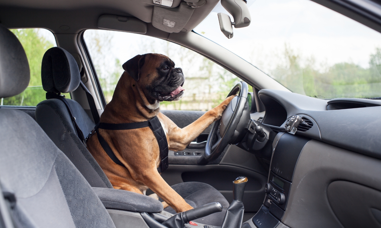 perro solo en el coche