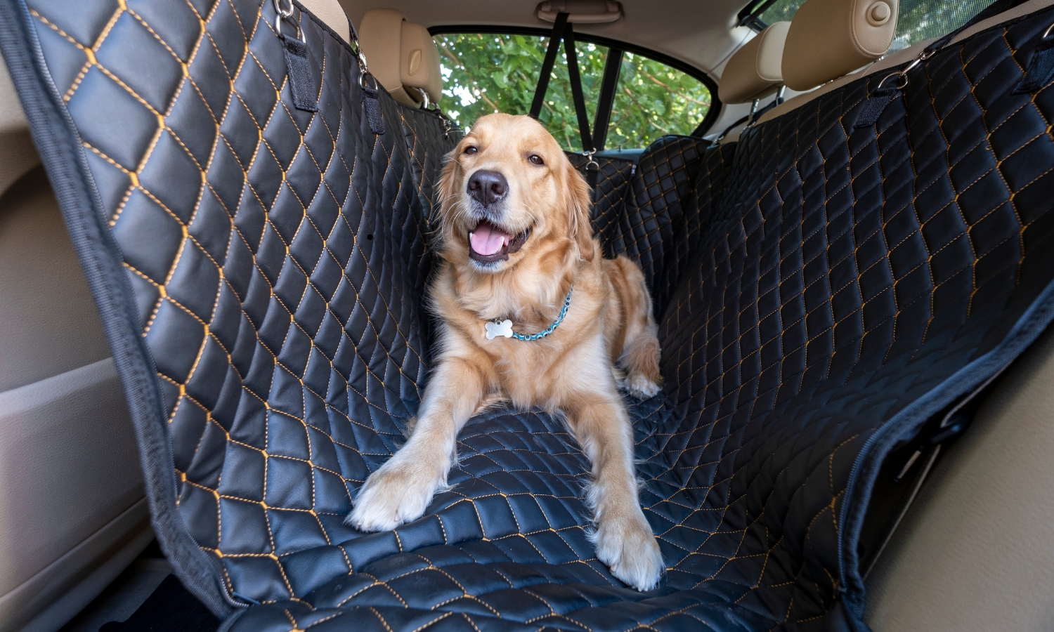 viajes con mascota en el coche