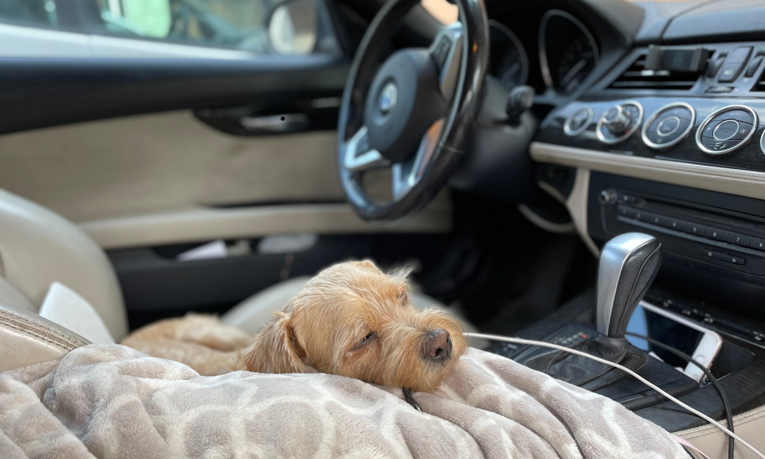 perro en coche