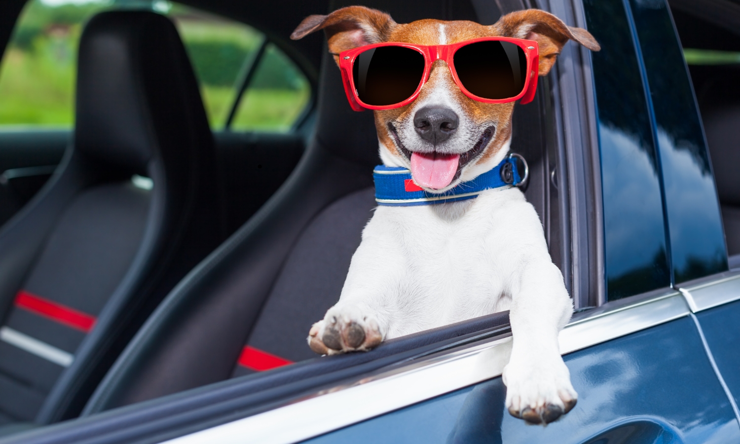 viajar con tu mascota