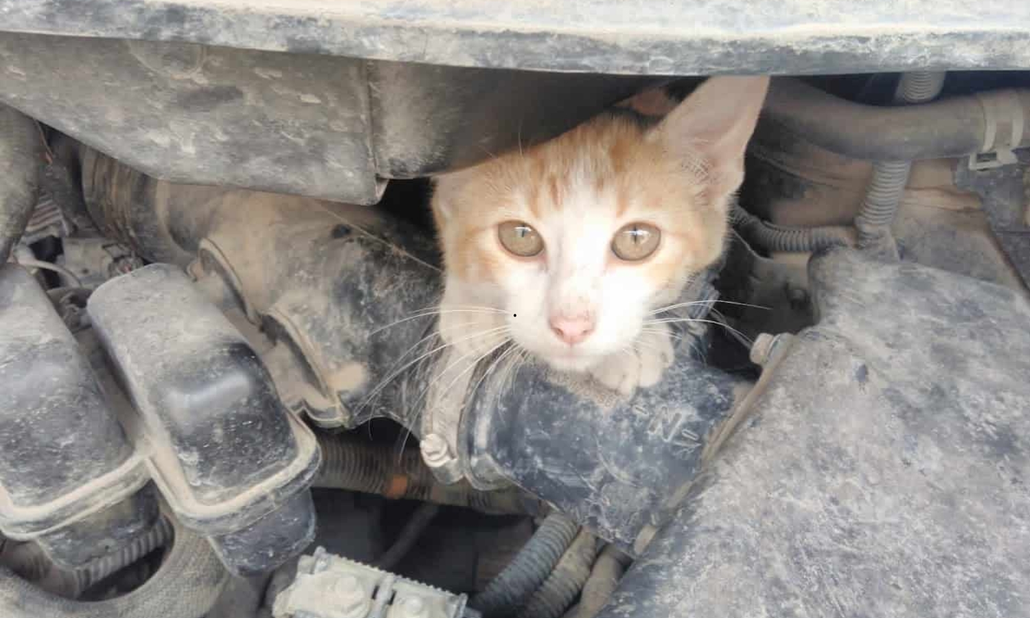 gato dentro del motor